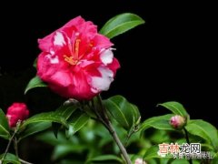 茶梅怎么养才长得好,茶梅花怎么养殖？