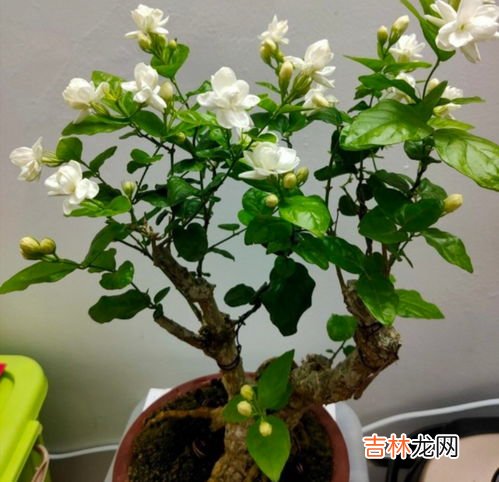茶梅怎么养才长得好,茶梅花怎么养殖?