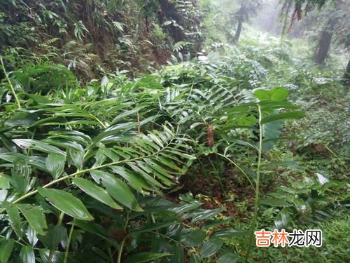 苍术怎么种植技术,苍术种植技术与栽培管理