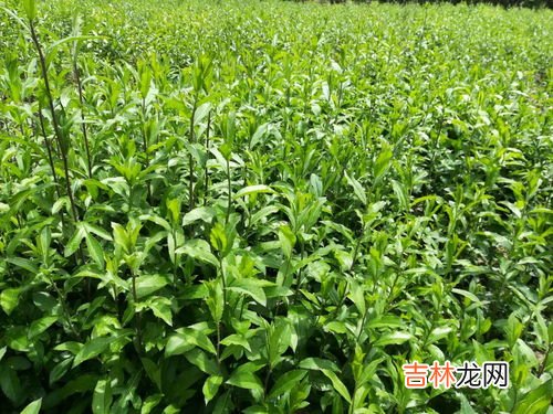 苍术怎么种植技术,苍术种植技术与栽培管理