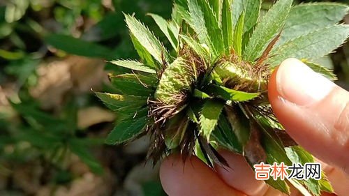 苍术怎么种植技术,苍术种植技术与栽培管理