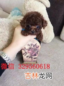 茶杯犬好养吗,茶杯狗好养吗