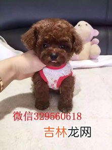 茶杯犬好养吗,茶杯狗好养吗