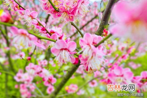 生命之花八个维度,复盘生命之花，启动生涯平衡轮