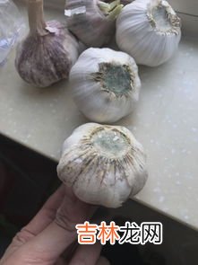 蒜里面长绿芽还能吃吗,大蒜长了绿芽还能吃吗
