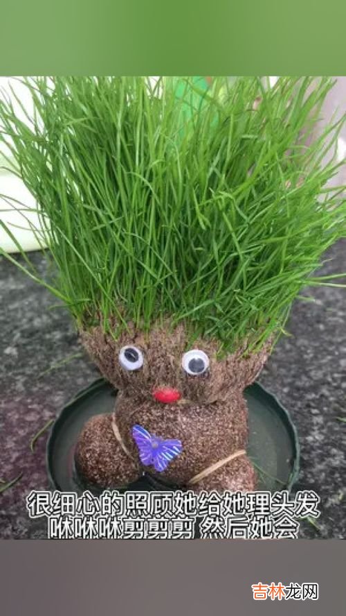 草头娃娃的养殖方法和注意事项,这个草头娃娃该怎么种？详细方法