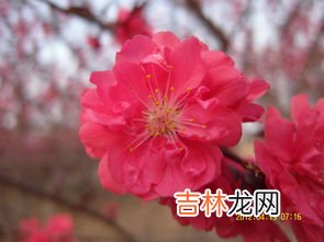 姹紫嫣红是什么季节,北方的气候四季分明,春天鲜花什么,夏天树木什么用叠词来填?