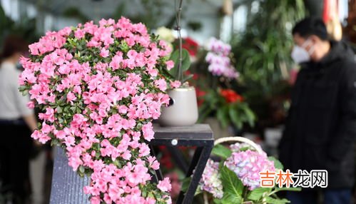 姹紫嫣红是什么季节,北方的气候四季分明,春天鲜花什么,夏天树木什么用叠词来填?