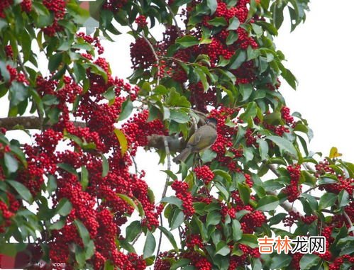 硒芽五梅是什么,五梅是什么派