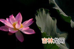 荷月是几月,荷月是几月