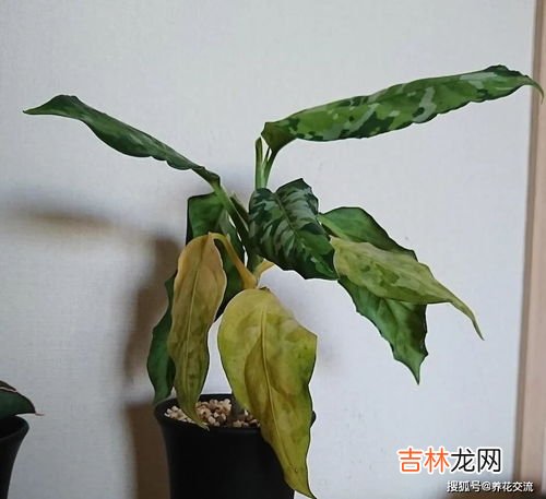 粗肋草怎么养,白柄粗肋草的养殖方法和注意事项