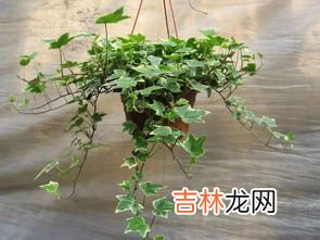 粗肋草怎么养,白柄粗肋草的养殖方法和注意事项