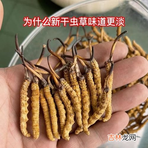 虫草怎么泡水方法,冬虫夏草怎么用开水泡?