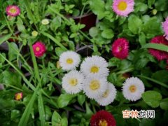 雏菊花期,小雏菊什么季节开花