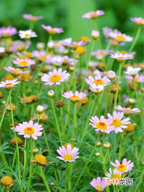 雏菊花期,小雏菊什么季节开花