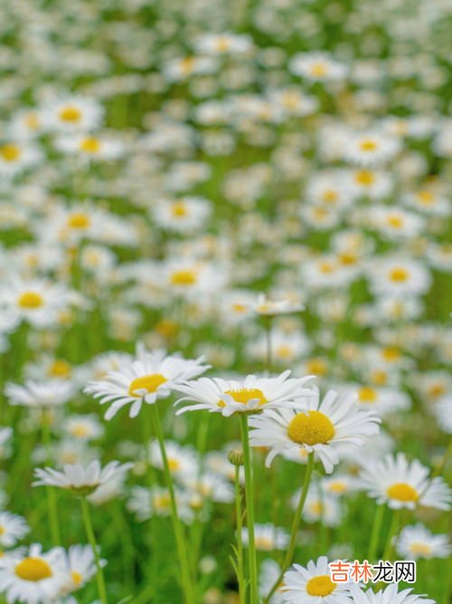 雏菊花期,小雏菊什么季节开花