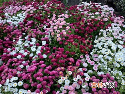 雏菊花期,小雏菊什么季节开花