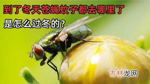 蝉怎么过冬,知了到底是怎样过冬的？