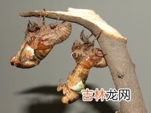 蝉怎么过冬,知了到底是怎样过冬的？