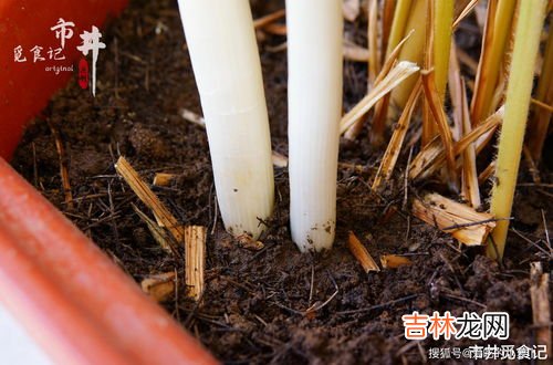 大葱冻了还能吃吗,大葱冷冻了还能吃吗-大葱怎么冷冻保存