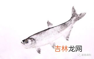鱼的记忆为什么只有7秒 为什么说鱼的记忆只有7秒,鱼的记忆为什么只有七秒小故事