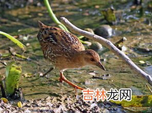 田鸡是什么,田鸡是什么