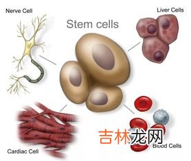 心肌肽干细胞的作用功效,干细胞的作用是什么