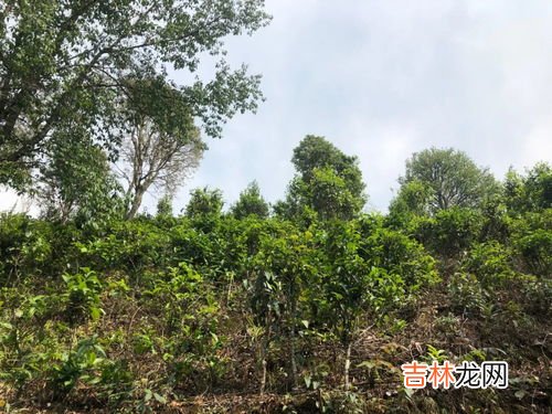 茶辣种植有什么要求,茶辣一亩地种植多少株