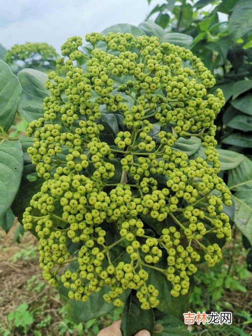 茶辣种植有什么要求,茶辣一亩地种植多少株