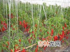 茶辣种植有什么要求,茶辣一亩地种植多少株