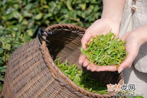 茶辣种植有什么要求,茶辣一亩地种植多少株