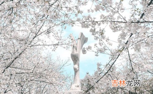 武大樱花是美还是耻,武大的樱花是否被过分夸大?
