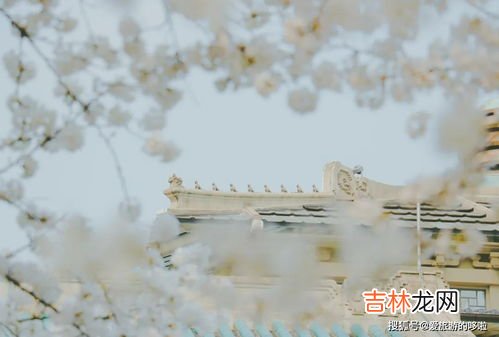 武大樱花是美还是耻,武大的樱花是否被过分夸大?