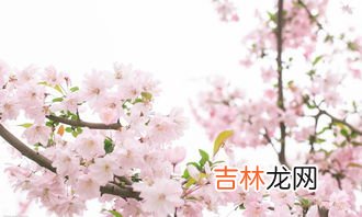武大樱花是美还是耻,武大的樱花是否被过分夸大?