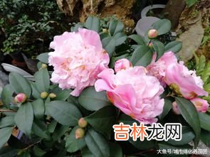 茶花盆栽的养殖方法,茶花盆栽怎么养