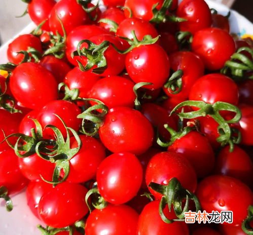 圣女果是转基因的吗,圣女果是不是转基因食品