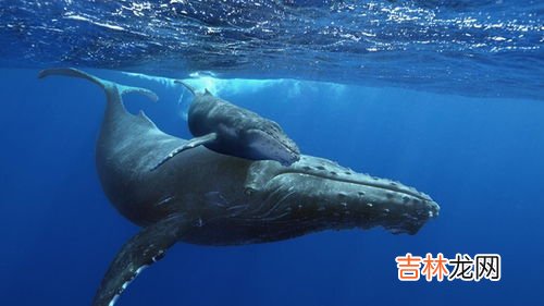 生活学着偷懒也许会变得更有乐趣,小学生生活小窍门100妙招