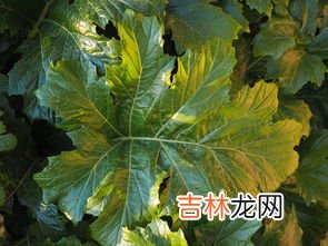 翅果油树管理方法,翅果油的功效?