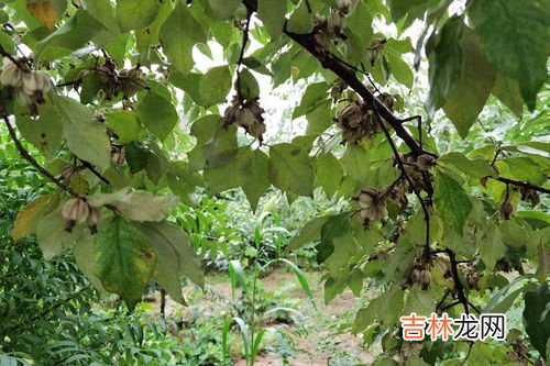 翅果油树管理方法,翅果油的功效?