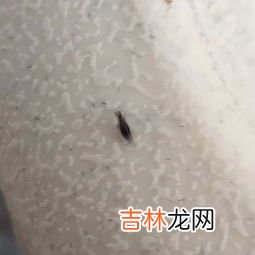 菜上有腻虫如何处理,菜长蚜虫了怎么处理