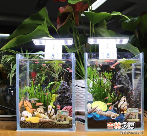 财神和鱼缸怎么摆放,鱼缸摆在哪里最旺财