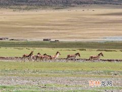 藏原羚和藏羚羊的区别,藏原羚简介及详细资料