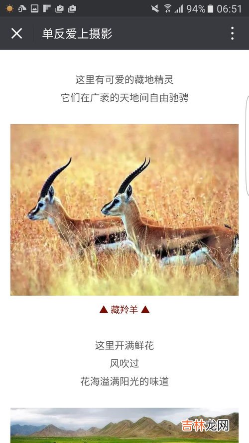 藏原羚和藏羚羊的区别,藏原羚简介及详细资料