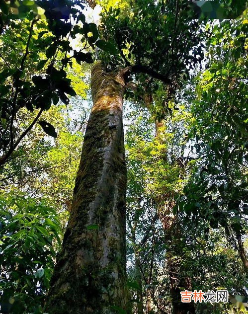 茶树种子要怎么种植,茶叶怎么种植茶叶的种植方法