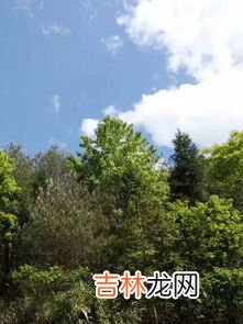 茶树种子要怎么种植,茶叶怎么种植茶叶的种植方法
