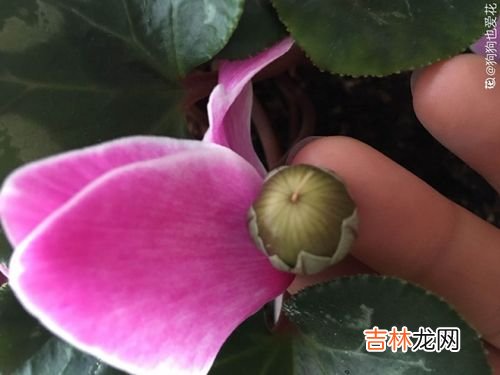 红花逍遥片经期能吃吗,13岁的少女经期能吃红花逍遥片吗?