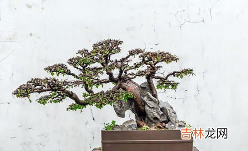 除了可以做盆栽,什么植物可以做水养盆栽