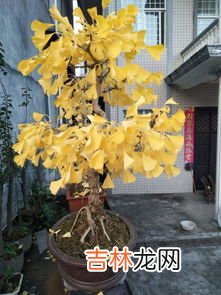 除了可以做盆栽,什么植物可以做水养盆栽