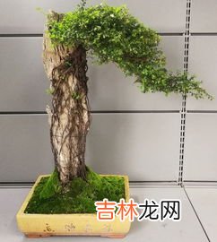 除了可以做盆栽,什么植物可以做水养盆栽