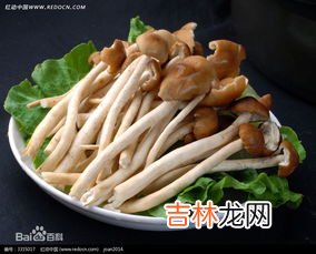 茶树菇小炒肉,50款猪肉做法,款款下饭,道道好吃,总有几款适合你